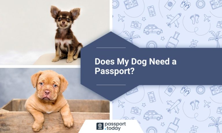 Does My Dog Need a Passport?